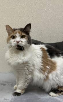 Eloise -  Domestic Long Hair Cat for Adoption in Red Wing, Minnesota - Eloise | PetCurious