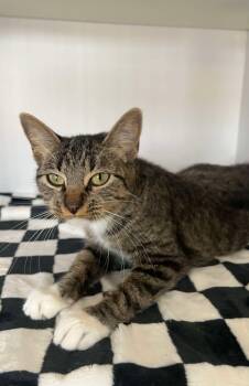 Rescue Domestic Short Hair Cats for Adoption in Bolivar, Missouri - Madinah | PetCurious
