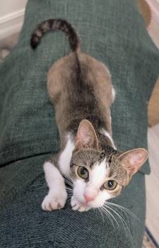 Waldorf -  Domestic Short Hair Cat for Adoption in Palm Harbor, Florida - Waldorf | PetCurious