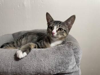 Stripes -  Domestic Short Hair Cat for Adoption in Westland, Michigan - Stripes | PetCurious