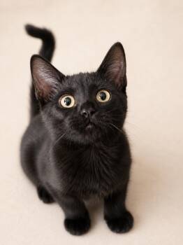 Betsy -  Domestic Short Hair Cat for Adoption in Rio Linda, California - Betsy | PetCurious
