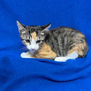 Vodka -  Domestic Short Hair Cat for Adoption in Valdosta, Georgia - Vodka | PetCurious