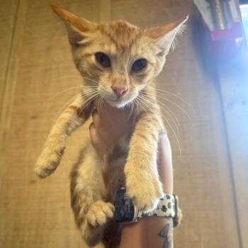 Josie -  Domestic Short Hair Cat for Adoption in New York, New York - Josie | PetCurious
