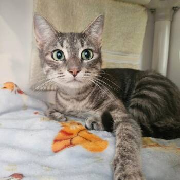 Sharkleberry Finn -  Domestic Short Hair Cat for Adoption in Warwick, Rhode Island - Sharkleberry Finn | PetCurious