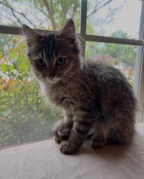 Domestic Medium Hair Cats Available for Adoption in Zimmerman, Minnesota - Tilly | PetCurious