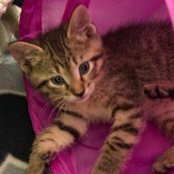 Grover -  Domestic Short Hair Cat for Adoption in Columbia, Missouri - Grover | PetCurious