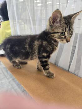 Domestic Short Hair Cats Available for Adoption in Dallas, Texas - Blackfoot 8698 | PetCurious