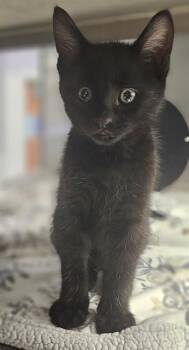 SAL* -  Domestic Short Hair Cat for Adoption in Santa Cruz, California - SAL* | PetCurious