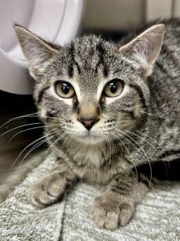 Domestic Short Hair Cats Available for Adoption in Wichita, Kansas - Wikelo | PetCurious