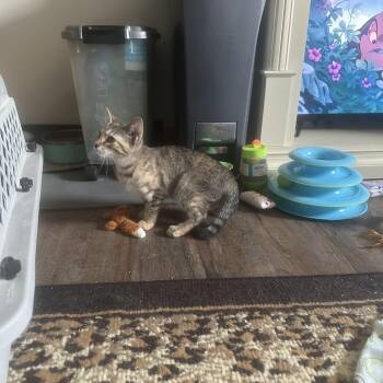 Rescue Domestic Short Hair Cats for Adoption in Verona, Pennsylvania - Myrtle | PetCurious