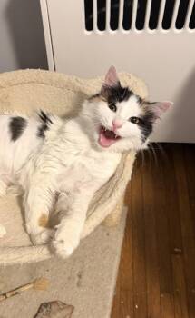 Dolly -  Domestic Medium Hair Cat for Adoption in Newtown Square, Pennsylvania - Dolly | PetCurious