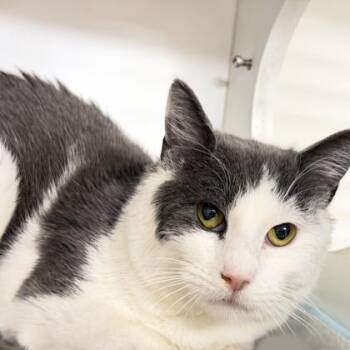 Domestic Short Hair Cats Available for Adoption - Featherstone | PetCurious