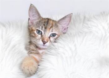 Domestic Short Hair Cats Available for Adoption in Fort Lauderdale, Florida - MARGENE | PetCurious