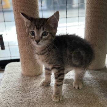 Brooks (Bodhi) -  Domestic Short Hair Cat Available for Adoption in Sarasota, Florida - Brooks (Bodhi) | PetCurious