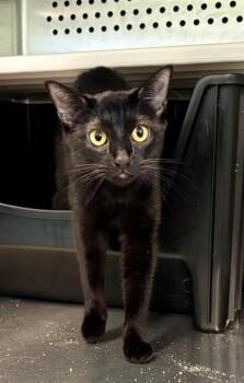 PANTHER -  Domestic Short Hair Cat for Adoption in Kalamazoo, Michigan - PANTHER | PetCurious