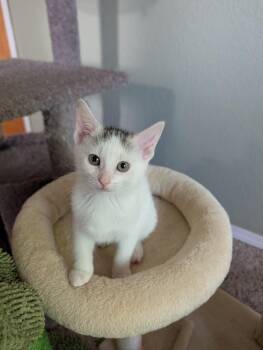 Rosemary #2 -  Domestic Short Hair Cat for Adoption in Westfield, Wisconsin - Rosemary #2 | PetCurious