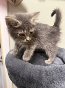Brielle -  Domestic Short Hair Cat for Adoption in Evansville, Indiana - Brielle | PetCurious