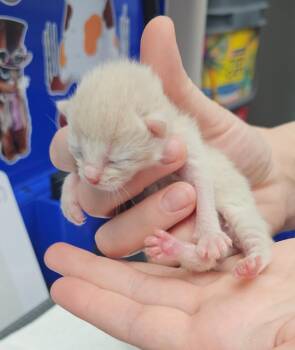 Issac -  Domestic Short Hair Cat Available for Adoption in Washington Court House, Ohio - Issac | PetCurious
