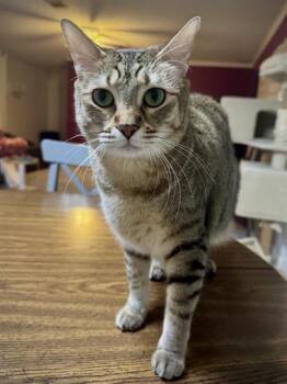 GHERKIN -  Domestic Short Hair Cat for Adoption in San Antonio, Texas - GHERKIN | PetCurious