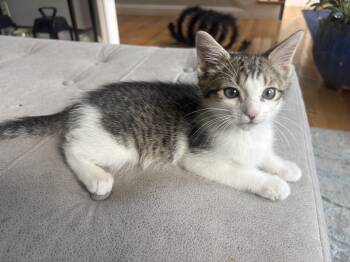 Noodles -  Domestic Short Hair Cat for Adoption in Melrose, Massachusetts - Noodles | PetCurious