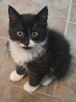 Rescue Domestic Long Hair Cats for Adoption in Rockaway, New Jersey - Brie's Crumbl KITTEN | PetCurious