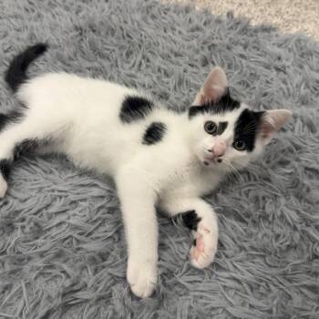 Run DMCat--In Foster -  Domestic Short Hair Cat for Adoption in Fargo, North Dakota - Run DMCat--In Foster | PetCurious