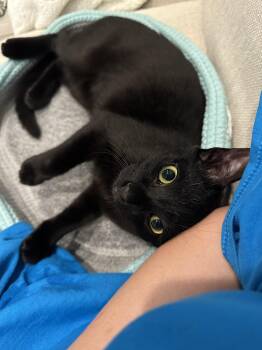 Rescue Domestic Short Hair Cats for Adoption in Stamford, Connecticut - Lola & PJ- Yin And Yang Siblings | PetCurious