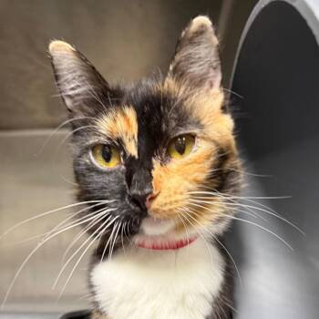 Ember -  Domestic Short Hair Cat for Adoption in Chicago, Illinois - Ember | PetCurious
