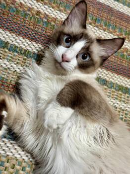 Ragdoll and Siamese Cats Available for Adoption in Falmouth, Maine - Oakley | PetCurious