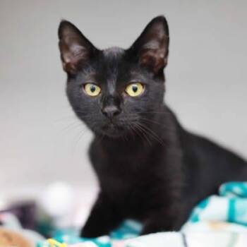Charles -  Domestic Short Hair Cat for Adoption in Atlanta, Georgia - Charles | PetCurious