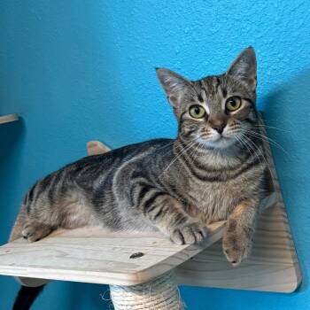 Rescue Domestic Short Hair Cats for Adoption in Magnolia, Texas - Cinnamonroll | PetCurious