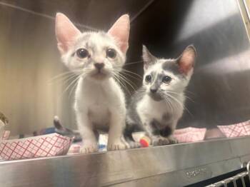 GATOR -  Domestic Short Hair Cat for Adoption in Tustin, California - GATOR | PetCurious