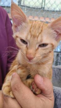 Dublin -  Domestic Short Hair Cat for Adoption in Youngtown, Arizona - Dublin | PetCurious