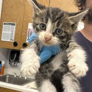 Malfoy -  Domestic Short Hair Cat for Adoption in West Palm Beach, Florida - Malfoy | PetCurious