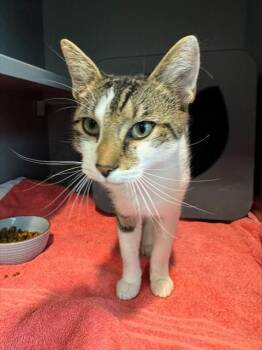 HOWLER -  Domestic Short Hair Cat for Adoption in Leesburg, Virginia - HOWLER | PetCurious