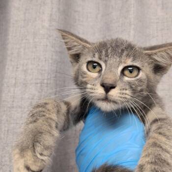 Alley -  Domestic Short Hair Cat for Adoption in Hattiesburg, Mississippi - Alley | PetCurious