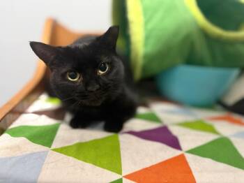 Amy -  Domestic Short Hair Cat for Adoption in Irmo, South Carolina - Amy | PetCurious
