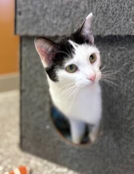 Poppy (at Smitten Kitten) -  Domestic Short Hair Cat for Adoption in Fishers, Indiana - Poppy (at Smitten Kitten) | PetCurious