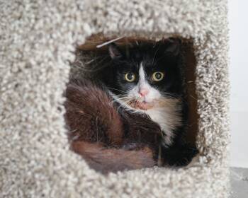 Steven -  Domestic Short Hair Cat for Adoption in Boise, Idaho - Steven | PetCurious