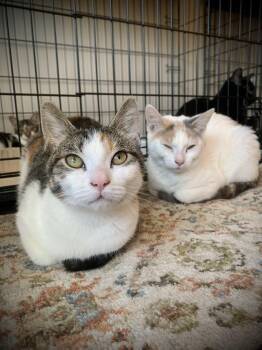 Rescue Domestic Short Hair Cats for Adoption in Buffalo, New York - Alice & Addie | PetCurious