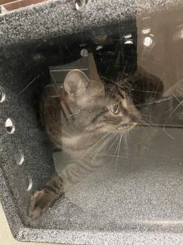 Domestic Short Hair Cats Available for Adoption in Dallas, Texas - MICHAEL | PetCurious
