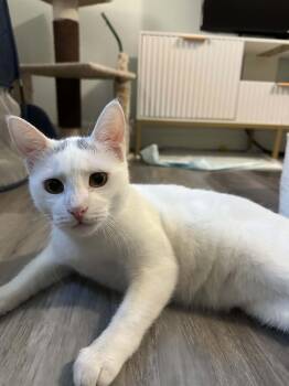 Thistle -  Domestic Short Hair Cat for Adoption in Shakespeare, Ontario - Thistle | PetCurious