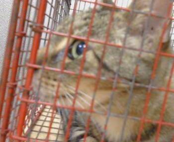 JACK -  Domestic Short Hair Cat for Adoption in Sacramento, California - JACK | PetCurious