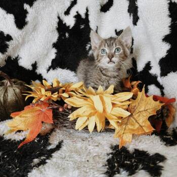 Walnut -  Domestic Short Hair Cat for Adoption in North Battleford, Saskatchewan - Walnut | PetCurious