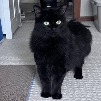 Jerry C12123 -  Domestic Long Hair Cat for Adoption - Jerry C12123 | PetCurious
