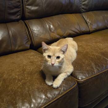Stanley -  Domestic Short Hair Cat for Adoption in Houston, Texas - Stanley | PetCurious