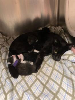 Domestic Short Hair Cats Available for Adoption - Friskies | PetCurious