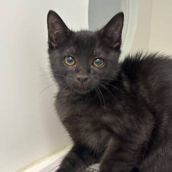 Pom -  Domestic Short Hair Cat for Adoption in League City, Texas - Pom | PetCurious
