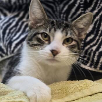 Lupini -  Domestic Short Hair Cat for Adoption in Pittsburgh, Pennsylvania - Lupini | PetCurious