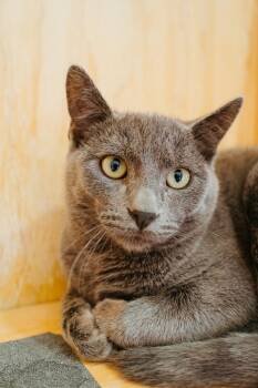 Rescue Domestic Short Hair Cats for Adoption in Jackson, Wyoming - Father | PetCurious